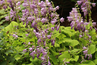 Hosta 'August Moon' (Hartlelie)