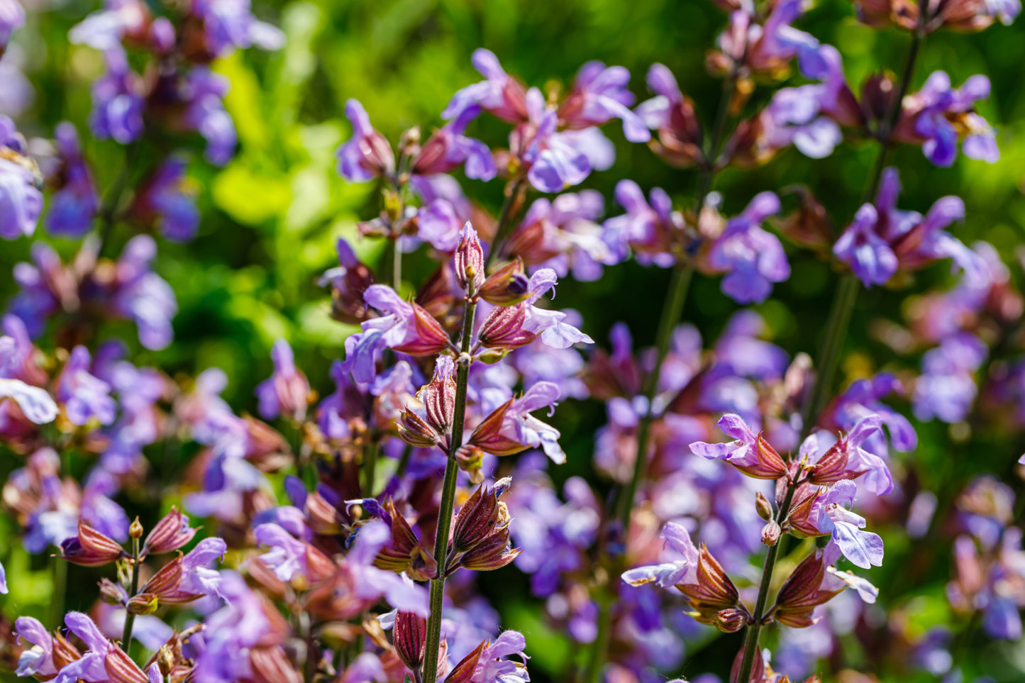 Salvia officinalis 'Berggarten' (Echte salie)