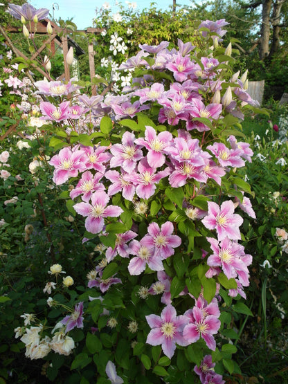 Clematis 'Piilu' (Bosrank)
