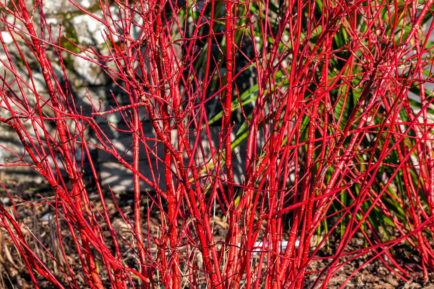 Cornus alba 'Sibirica' (Witte Kornoelje)