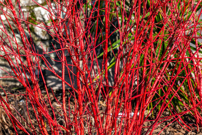 Cornus alba 'Sibirica' (Witte Kornoelje)
