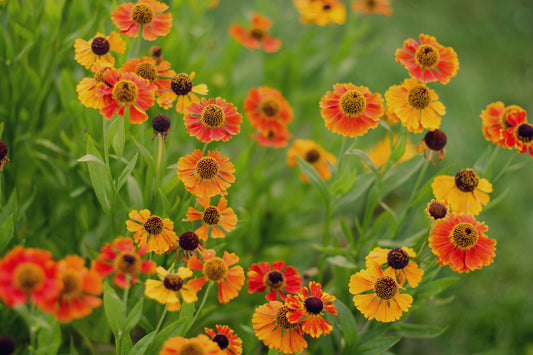 Helenium 'Mardi Gras' (Zonnekruid)