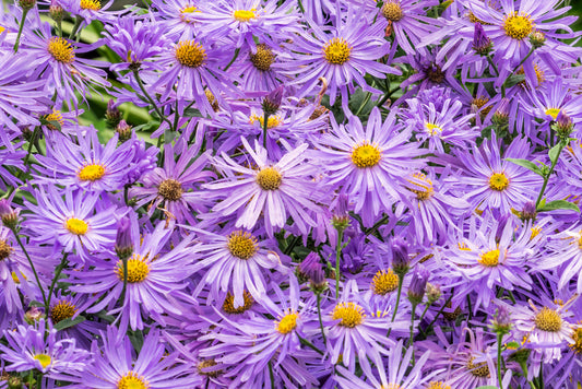 Aster frikartii 'Mönch' (Herfstaster)