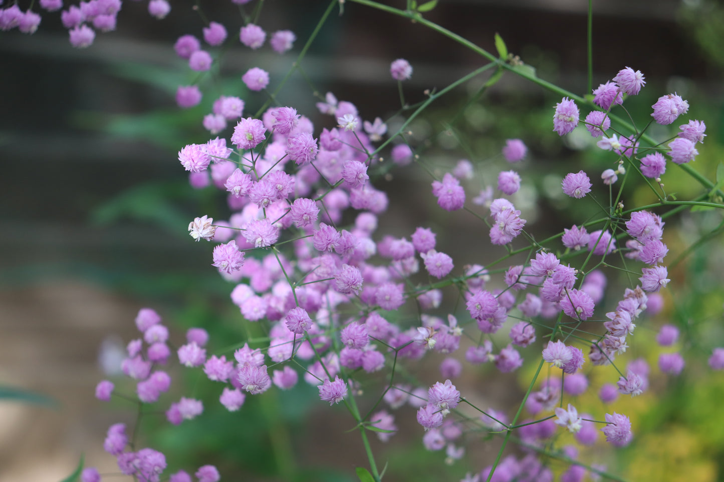 Thalictrum delavayi 'Hewitt's Double' (Chinese ruit)