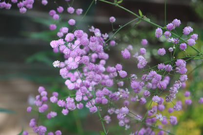Thalictrum delavayi 'Hewitt's Double' (Chinese ruit)