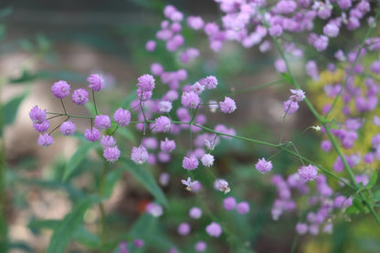 Thalictrum delavayi 'Hewitt's Double' (Chinese ruit)