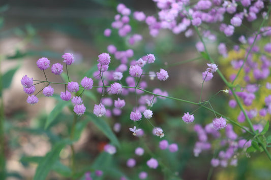 Thalictrum delavayi 'Hewitt's Double' (Chinese ruit)