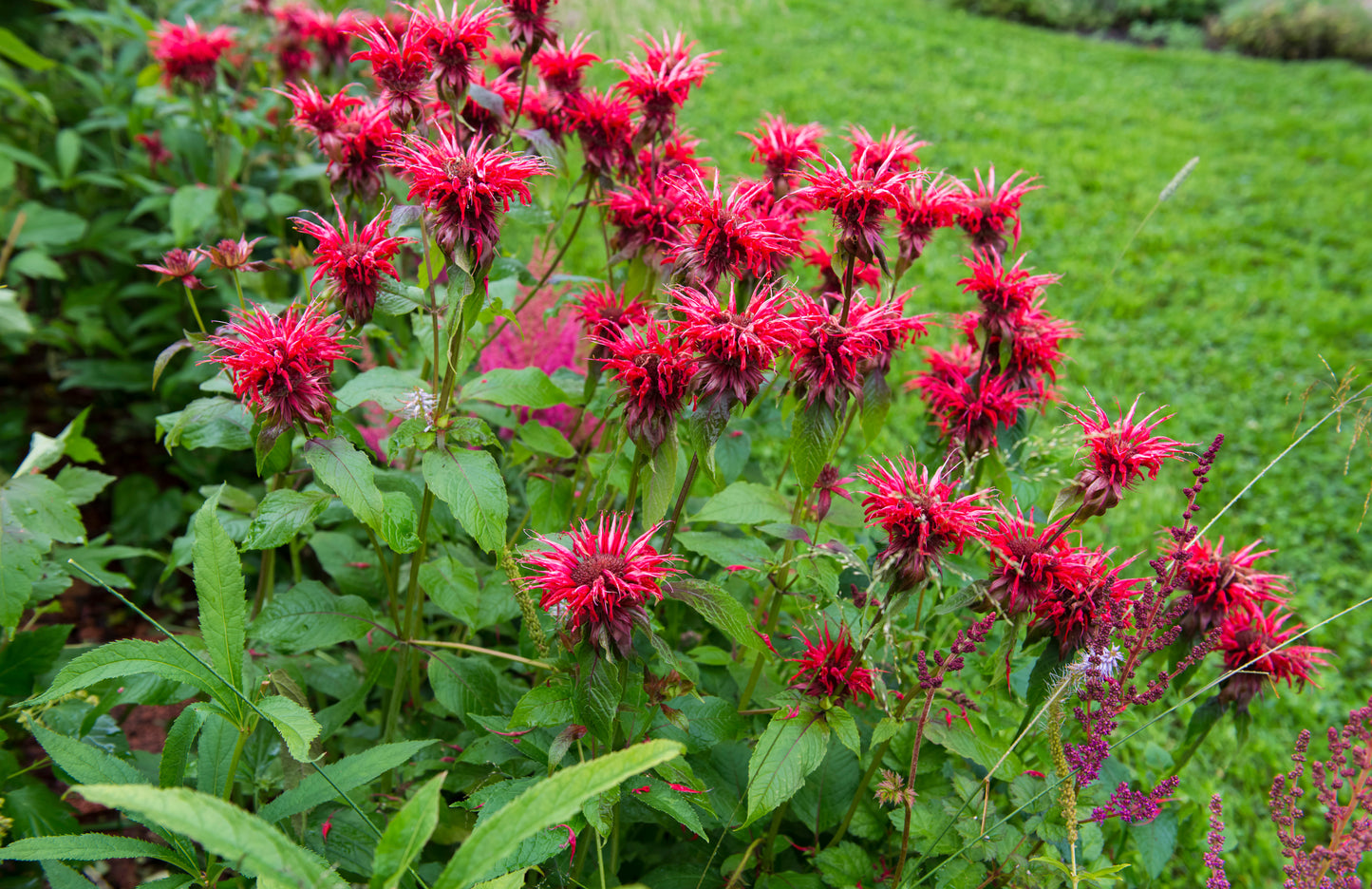 Monarda 'Cambridge Scarlet' (Bergamotplant)