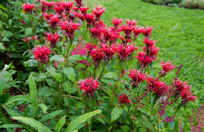 Monarda 'Cambridge Scarlet' (Bergamotplant)
