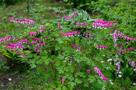 Dicentra spectabilis (Gebroken hartje)