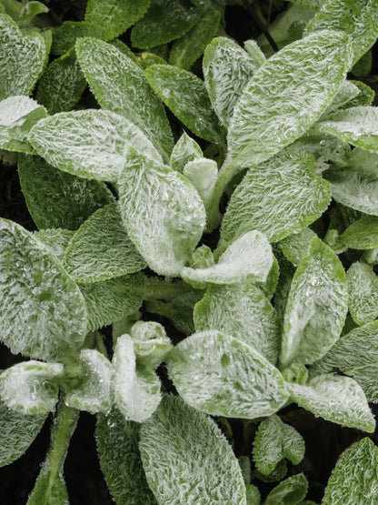 Stachys byzantina (Ezelsoren)
