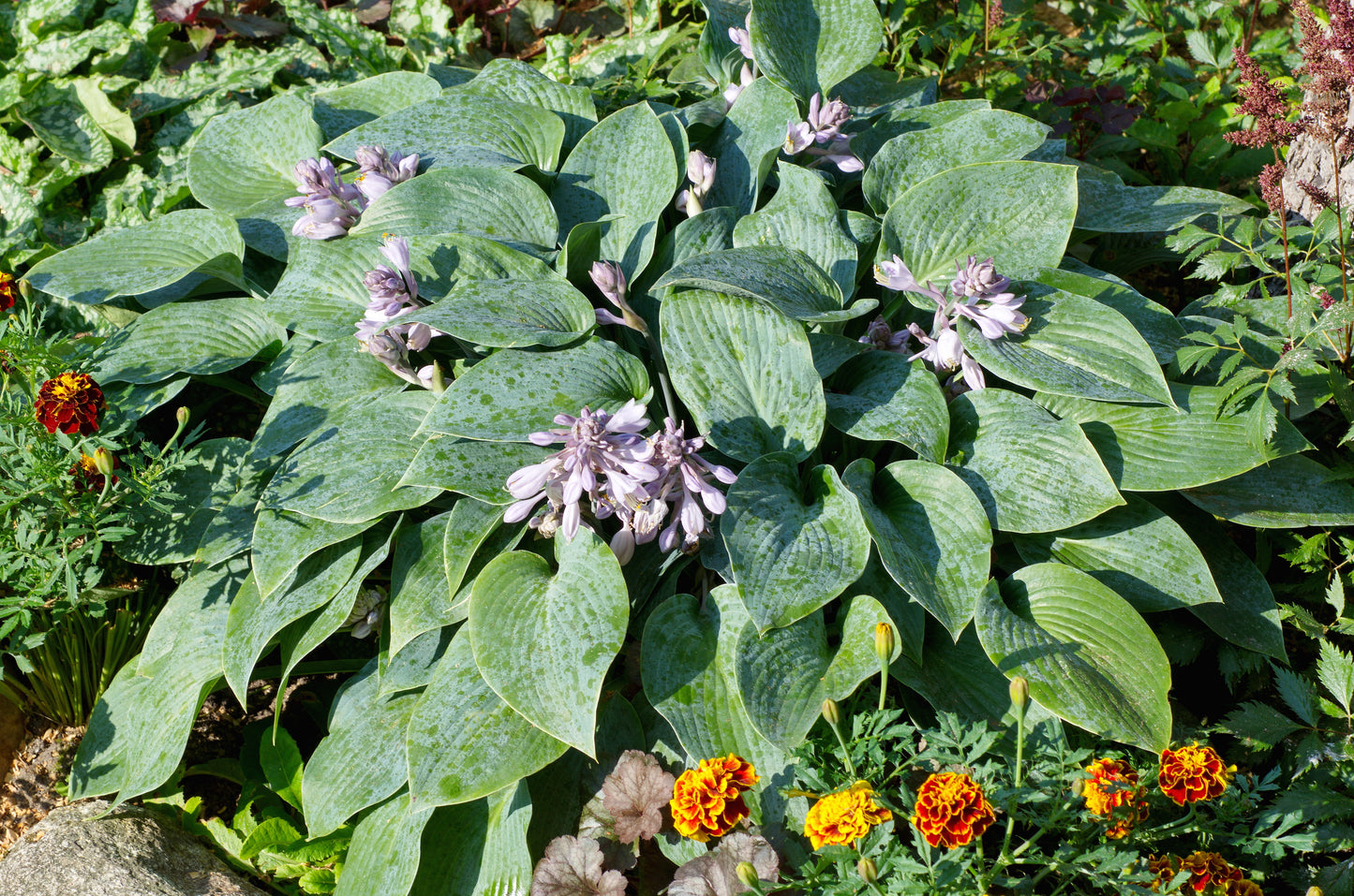Hosta 'Halcyon' (Hartlelie)