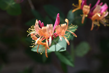Lonicera × heckrottii 'Gold Flame' / 'American Beauty' (Dungras Kamperfoelie)