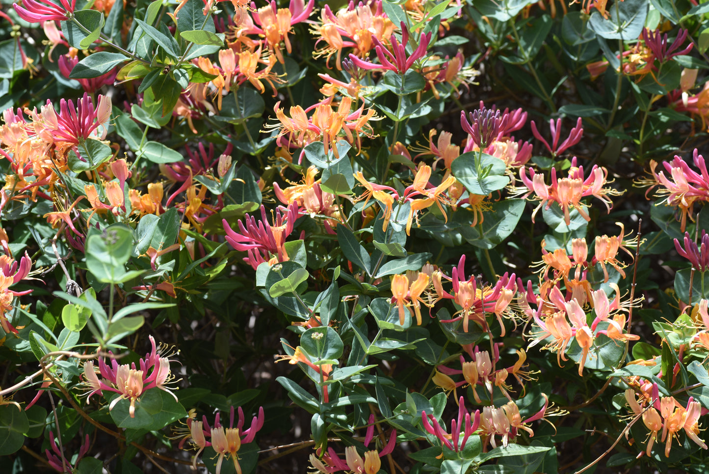 Lonicera × heckrottii 'Gold Flame' / 'American Beauty' (Dungras Kamperfoelie)