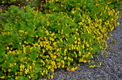 Waldsteinia ternata (Gouden aardbei