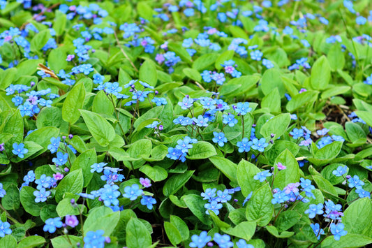 Omphalodes verna (Amerikaans vergeet-mij-nietje)