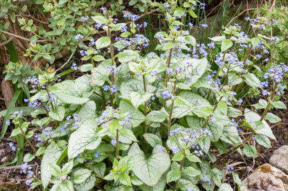 Brunnera macrophylla 'Jack Frost' (Kaukasisch vergeet-mij-nietje)