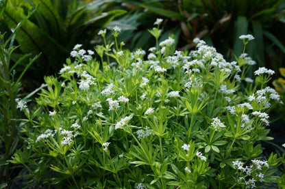 Galium odoratum (Lievevrouwebedstro)