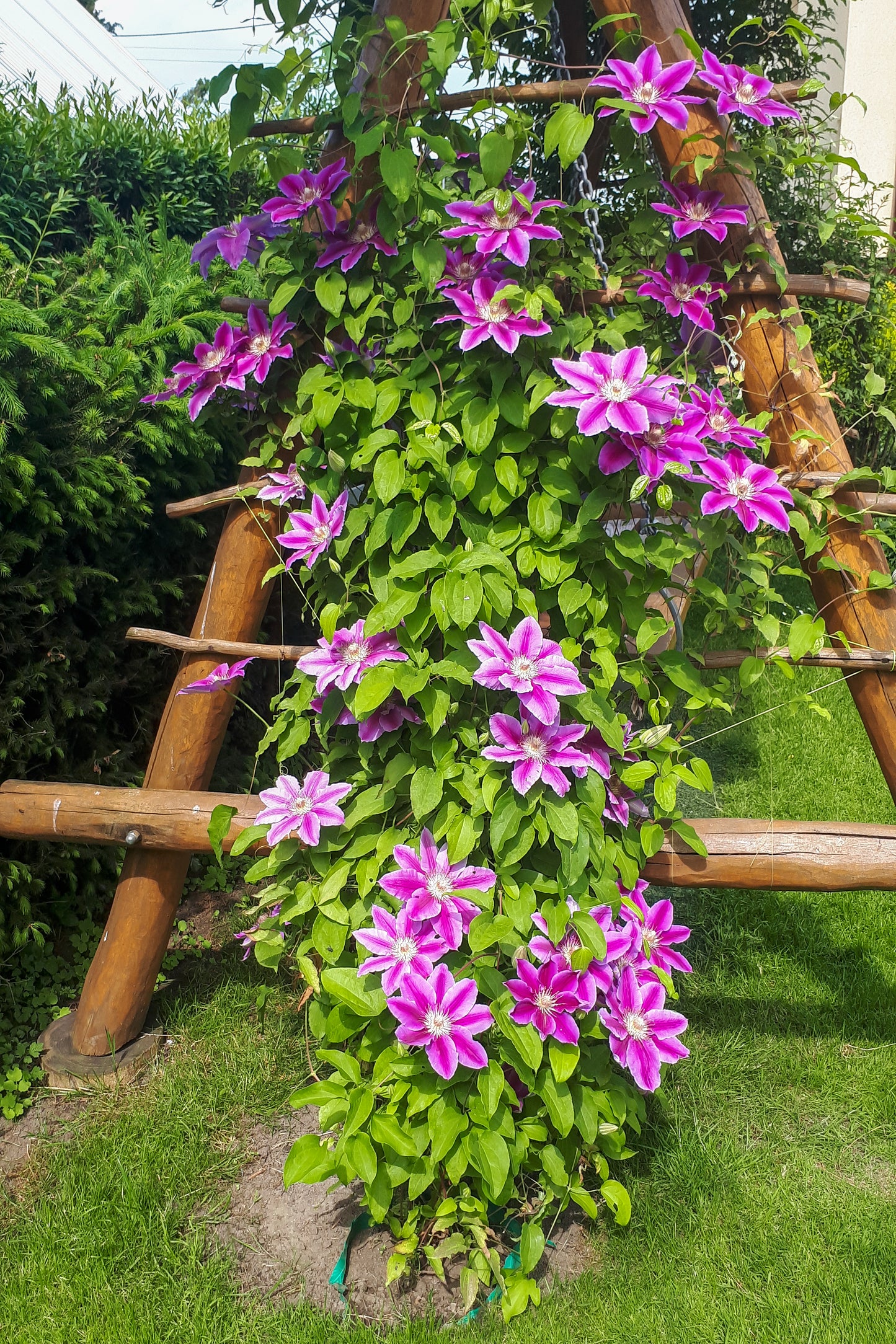 Clematis 'Dr. Ruppel' (Bosrank)