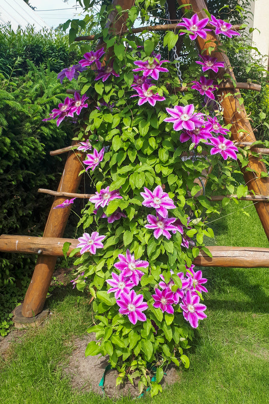 Clematis 'Dr. Ruppel' (Bosrank)