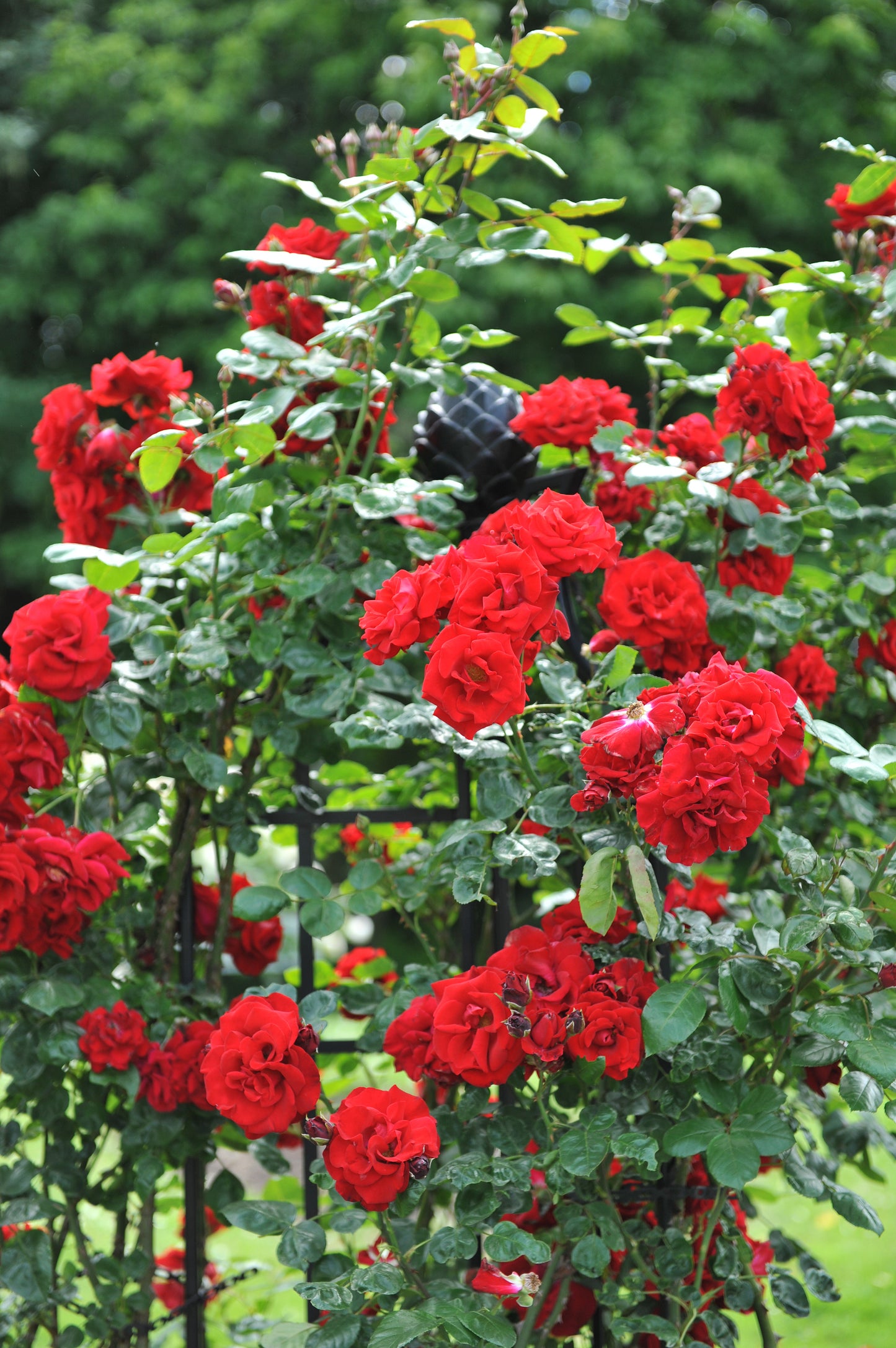 Rosa 'Santana' (Klimroos)