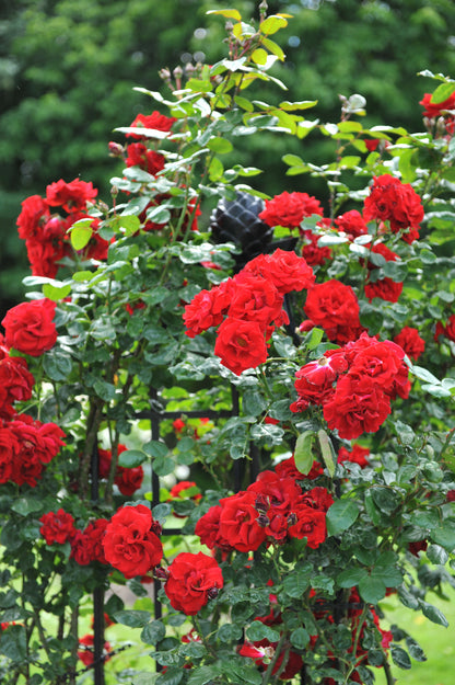 Rosa 'Santana' (Klimroos)