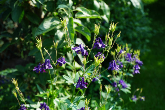 Aquilegia alpina (Alpenakelei)