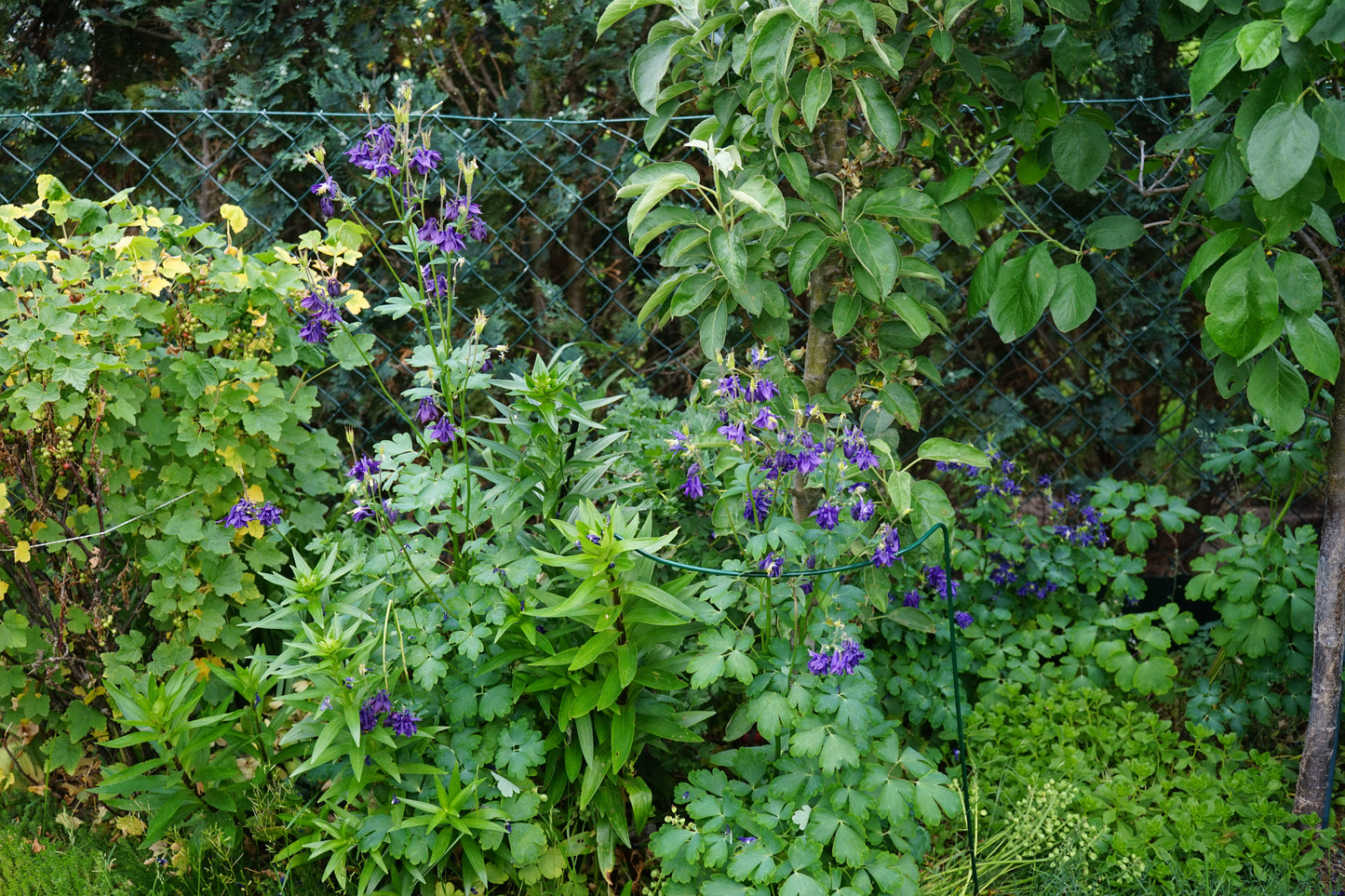 Aquilegia alpina (Alpenakelei)