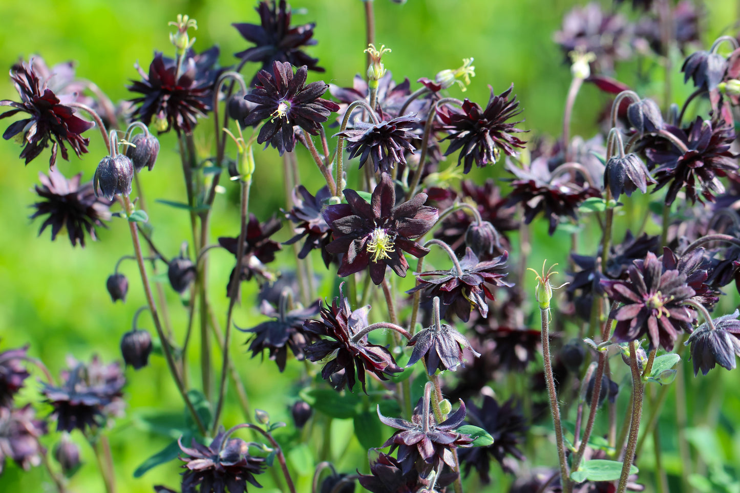 Aquilegia vulgaris 'Black Barlow' (Akelei)