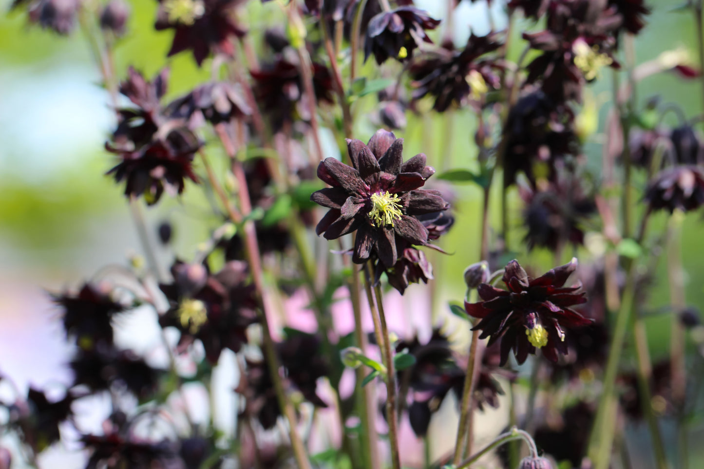 Aquilegia vulgaris 'Black Barlow' (Akelei)