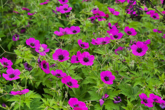 Geranium 'Patricia' (Ooievaarsbek)
