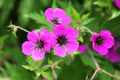 Geranium 'Patricia' (Ooievaarsbek)
