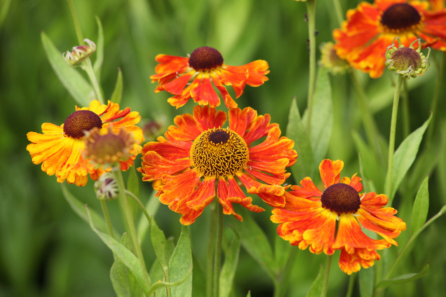 Helenium 'Waltraut' (Zonnekruid)
