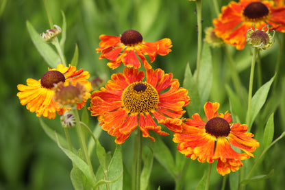 Helenium 'Waltraut' (Zonnekruid)