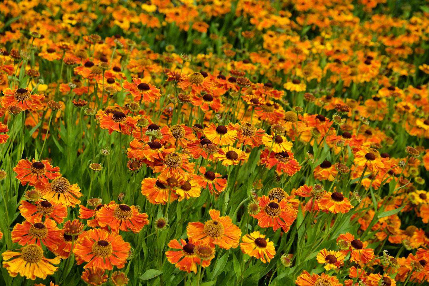 Helenium 'Waltraut' (Zonnekruid)