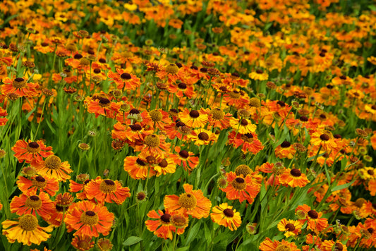 Helenium 'Waltraut' (Zonnekruid)