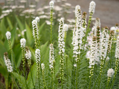 Liatris spicata 'Alba' (Witte Lampenpoetser)