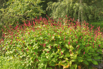 Persicaria amplexicaulis 'Lisan' (Duizendknoop)