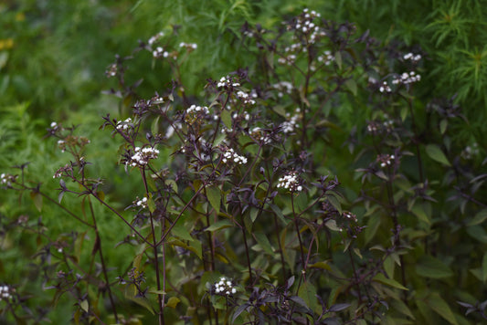 Eupatorium rugosum 'Chocolate' (Koninginnekruid / Leverkruid)