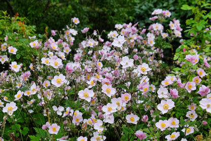 Anemone hupehensis 'September Charm' (Herfstanemoon)