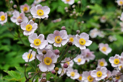 Anemone hupehensis 'September Charm' (Herfstanemoon)