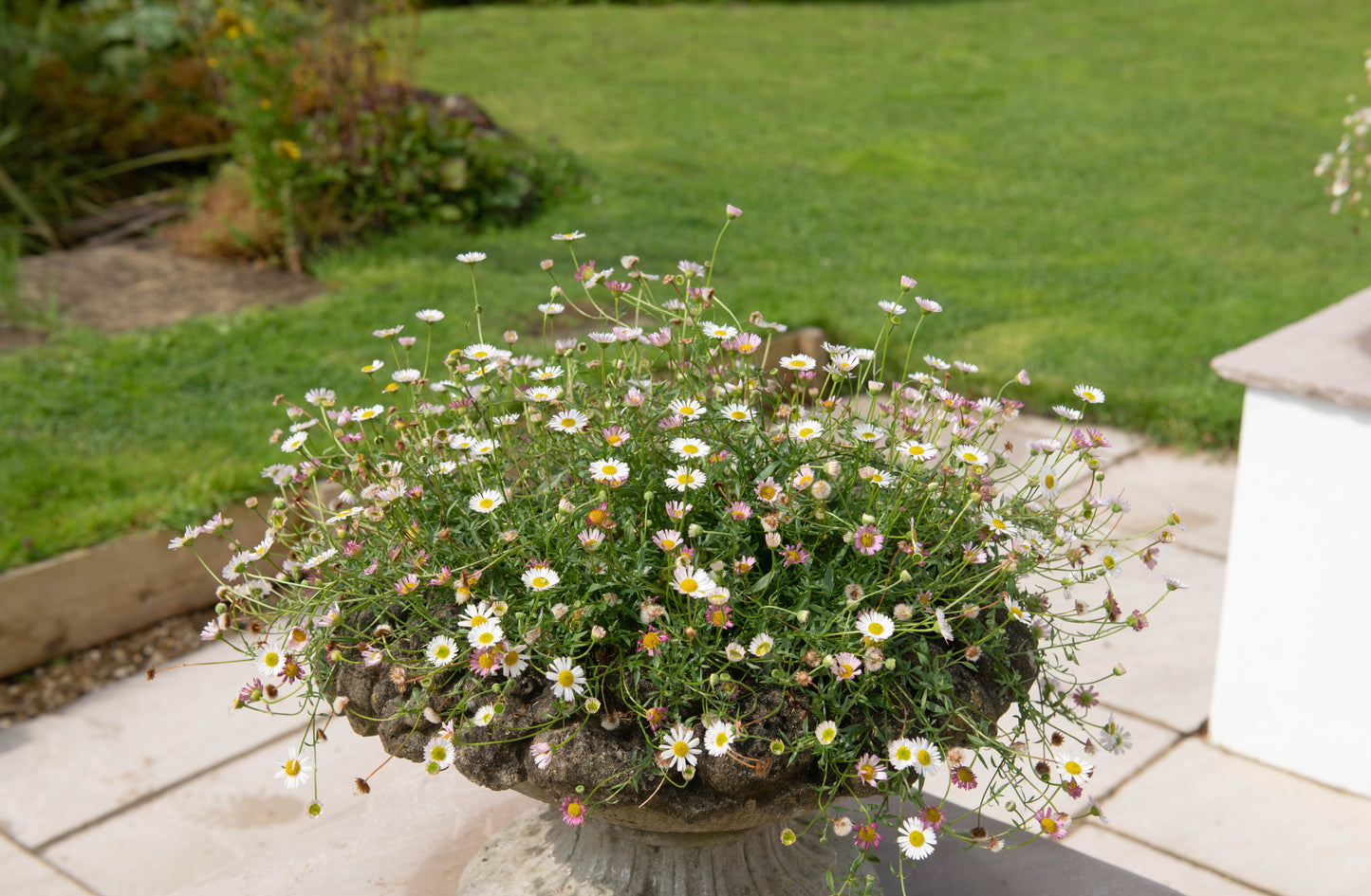 Erigeron karvinskianus (Mexicaans madeliefje)