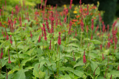 Persicaria amplexicaulis 'Lisan' (Duizendknoop)