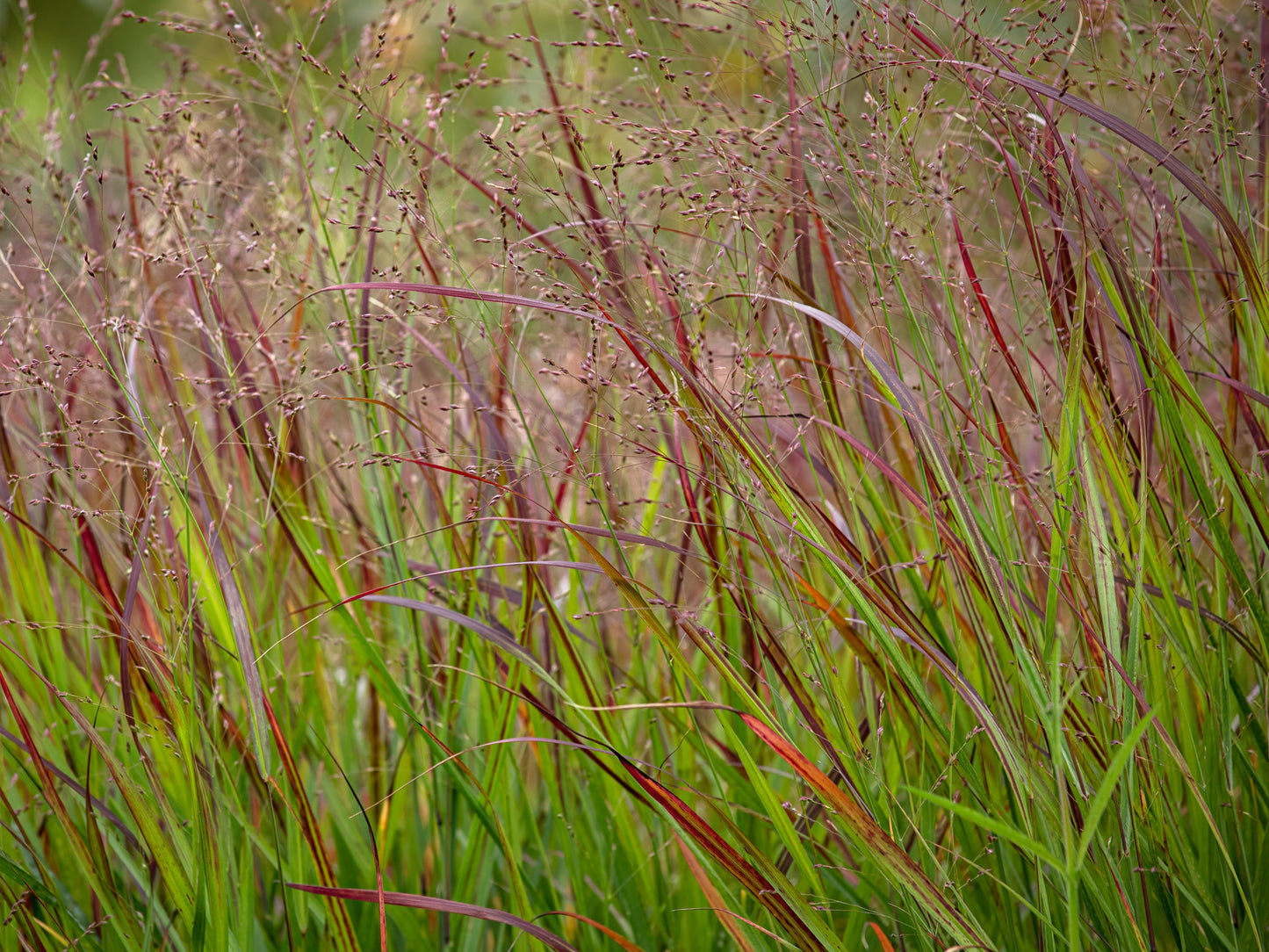 Panicum virgatum 'Shenandoah' (Vingergras)