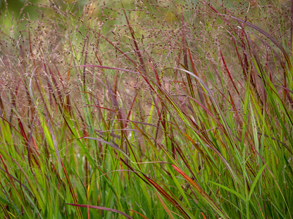 Panicum virgatum 'Shenandoah' (Vingergras)