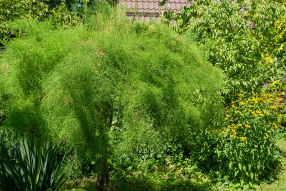 Tamarix tetrandra (Franse Tamarisk)