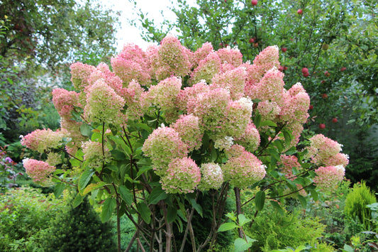 Hydrangea paniculata 'Grandiflora' (Pluimhortensia)