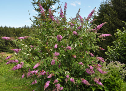 Buddleja davidii 'Pink Delight' (Vlinderstruik)