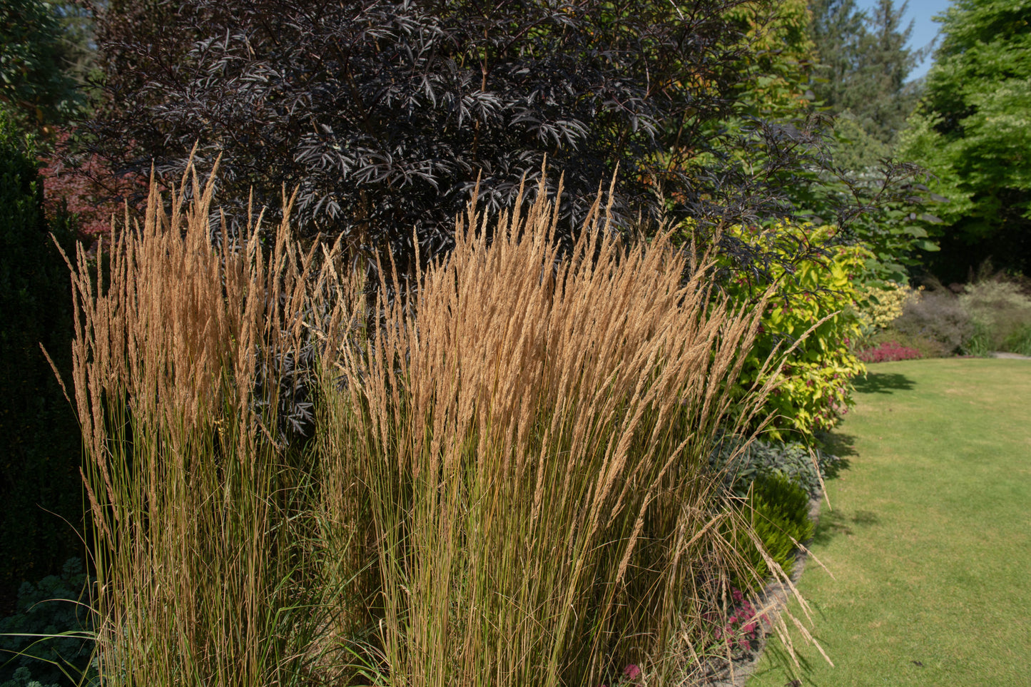 Calamagrostis acutiflora 'Overdam' (Struisriet)
