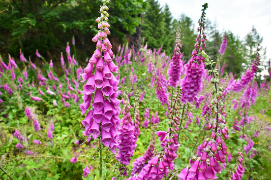 Digitalis purpurea (Vingerhoedskruid)
